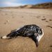 More than 500 dead seabirds wash up on French beaches