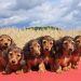 Dachshunds under threat as Germany proposes ban on breeding