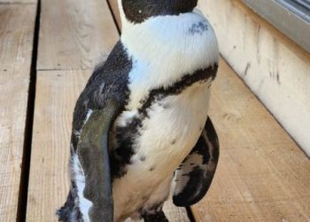 A runaway penguin spent two weeks missing at sea. A typhoon may have saved her