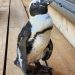 A runaway penguin spent two weeks missing at sea. A typhoon may have saved her