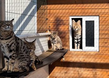 Police arrest couple for breeding and selling exotic cats in Spain
