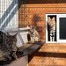 Police arrest couple for breeding and selling exotic cats in Spain